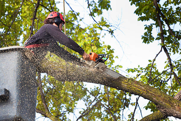 Best Tree Maintenance Programs  in Carleton, MI